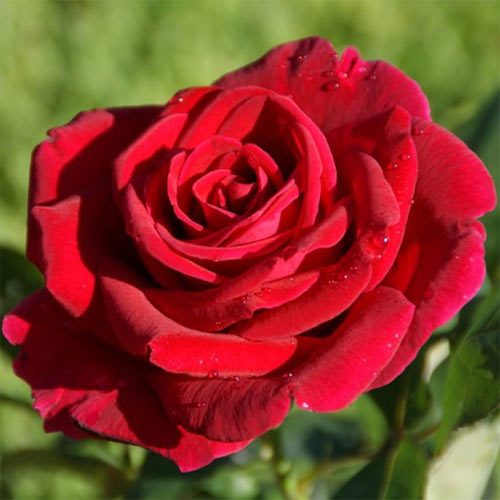 Trandafir teahibrid Danko Pista imagine 1 articol 3659