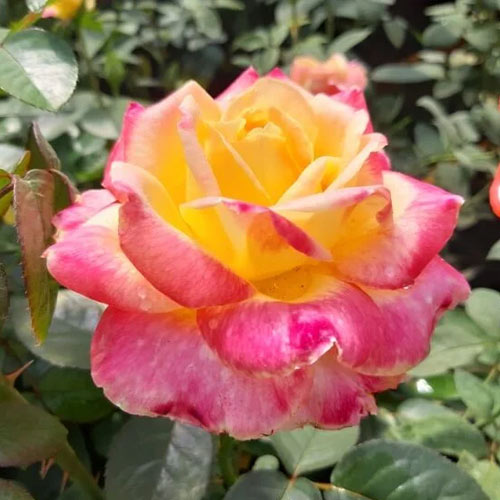 Trandafir teahibrid Desse, root ball imagine 1 articol 6225