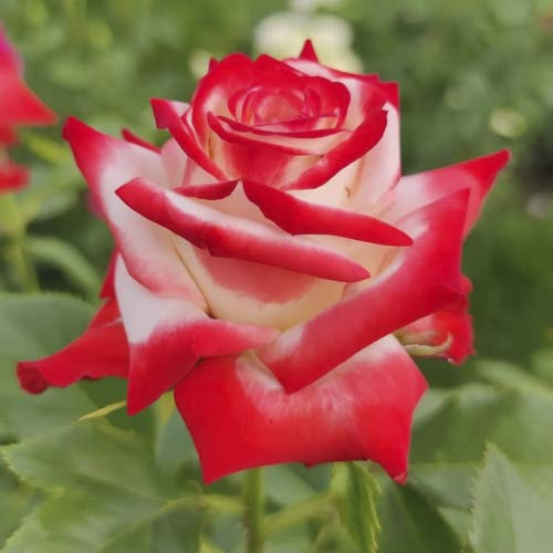 Trandafir teahibrid Empress Farah imagine 1 articol 6226