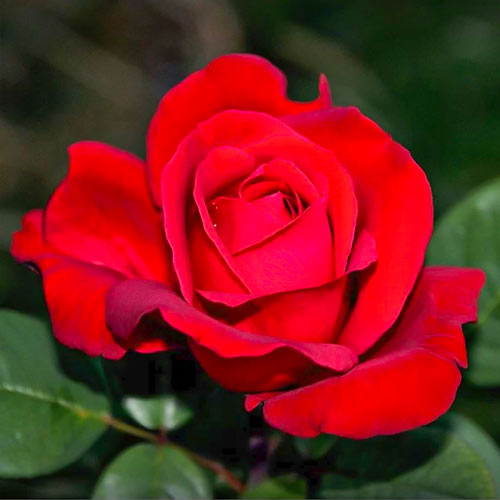 Trandafir teahibrid Fulgurante, root ball imagine 1 articol 6133