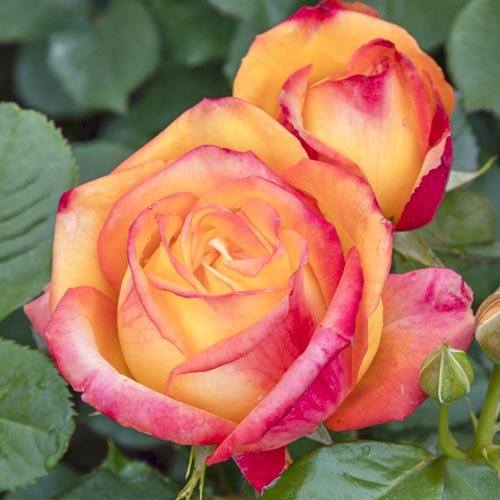 Trandafir teahibrid Girandola®, C5 imagine 2 articol 6152