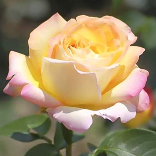 Trandafir teahibrid Gloria Dei ®, C3 imagine 1 articol 5015