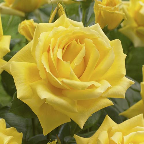 Trandafir teahibrid Golden Parfum de Provence imagine 1 articol 6229