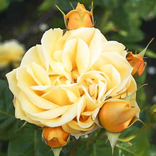 Trandafir teahibrid Gracious Queen imagine 1 articol 6230