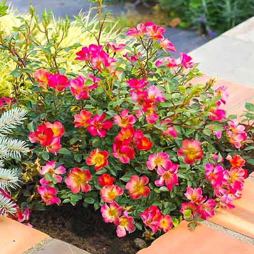 Trandafir teahibrid Happy Chappy ®, C5 imagine 1 articol 5543