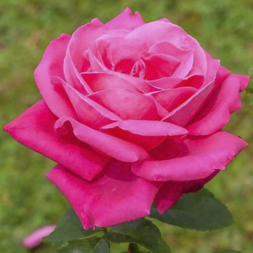 Trandafir teahibrid Jacaranda articol fotografie 1 Trandafir teahibrid Jacaranda imagine 1 articol 6232