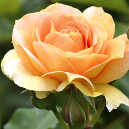 Trandafir teahibrid Magic Lantern articol fotografie 1 Trandafir teahibrid Magic Lantern imagine 1 articol 6235