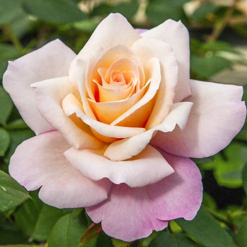 Trandafir teahibrid Meilampario imagine 1 articol 6237