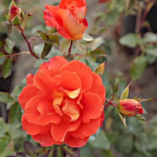 Trandafir teahibrid Monika orange imagine 1 articol 4667