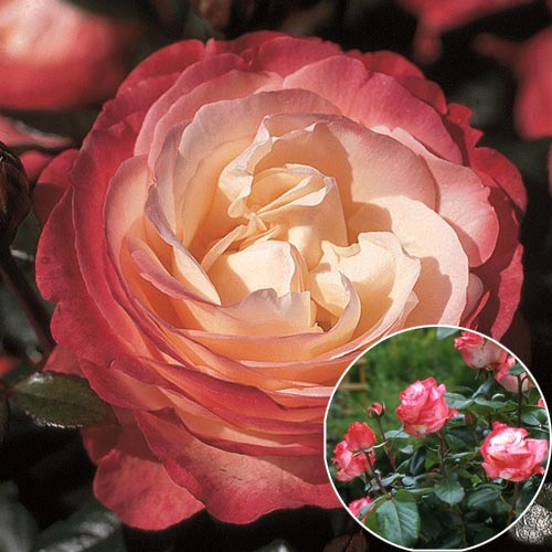 Trandafir (Rosa) Teahibrid Nostalgia imagine 1 articol 6670