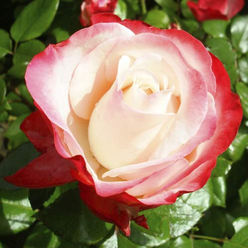 Trandafir teahibrid Nostalgia imagine 1 articol 6239