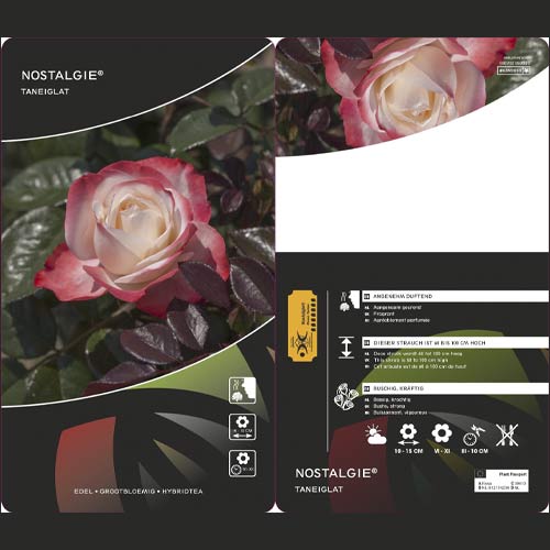 Trandafir teahibrid Nostalgie®, C3 imagine 2 articol 4563