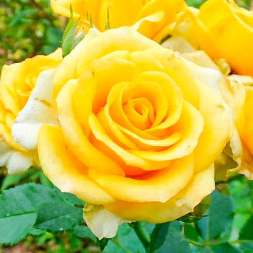 Trandafir teahibrid Old Gold articol fotografie 1 Trandafir teahibrid Old Gold imagine 1 articol 3666