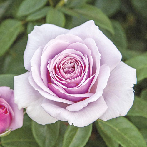 Trandafir teahibrid Pacific Blue®, C5 imagine 1 articol 6161