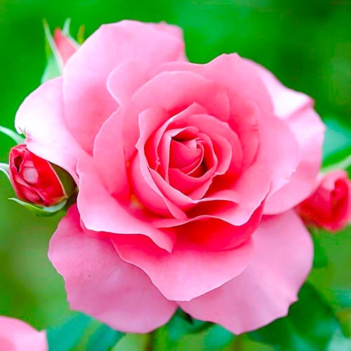 Trandafir teahibrid Queen of England imagine 1 articol 4987