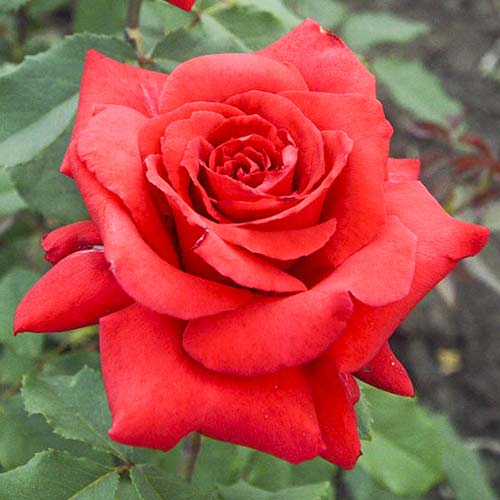 Trandafir teahibrid Red Berlin articol fotografie 1 Trandafir teahibrid Red Berlin imagine 1 articol 6243