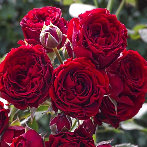 Trandafir teahibrid Red Sensation imagine 1 articol 6244