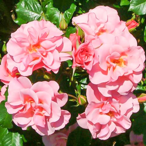 Trandafir floribunda Sweet Lullaby articol fotografie 1 Trandafir floribunda Sweet Lullaby imagine 1 articol 3672