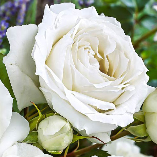 Trandafir teahibrid White Symphony imagine 1 articol 2111