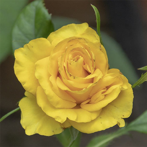 Trandafir teahibrid Yaffa imagine 1 articol 3676