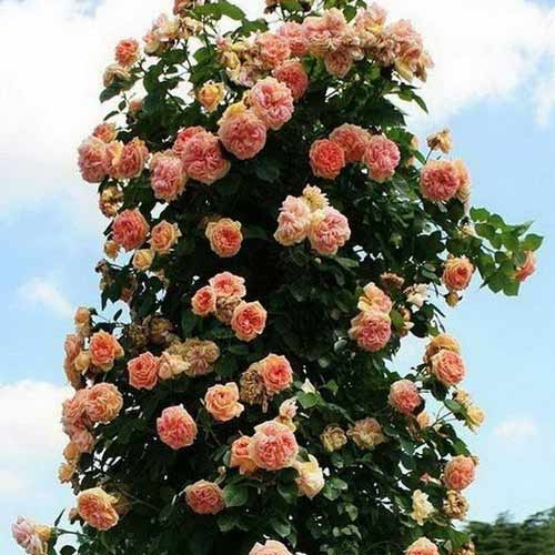 Trandafir urcător Alchymist imagine 1 articol 2150