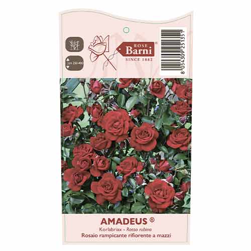 Trandafir urcător Amadeus®, C5 imagine 3 articol 5490