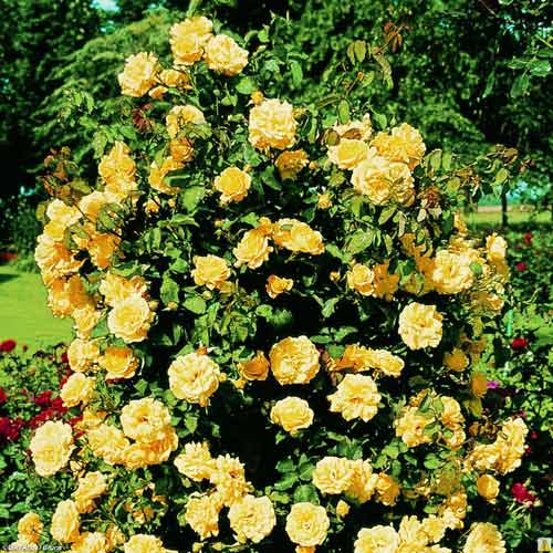 Trandafir urcător Casino imagine 1 articol 2165