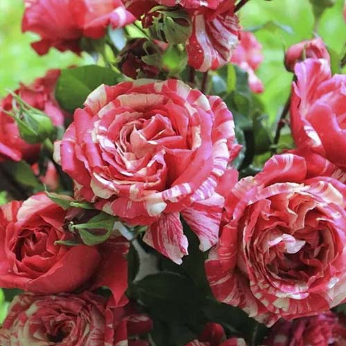 Trandafir urcător Chocolate Ripples imagine 1 articol 6248