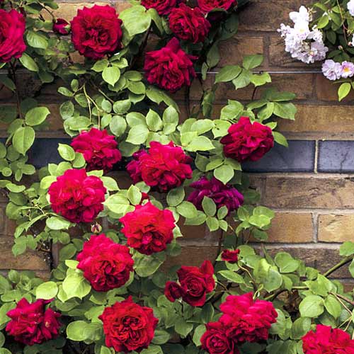 Trandafir urcător Don Juan imagine 1 articol 6249