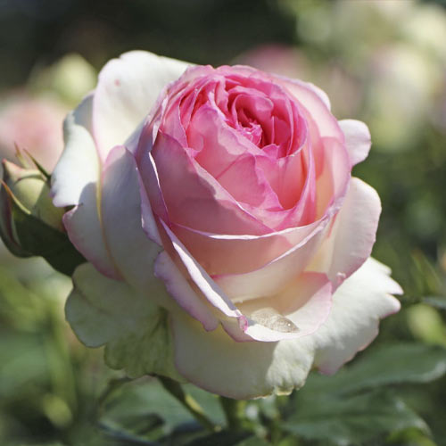 Trandafir urcător Eden Rose®, C3 imagine 2 articol 4559