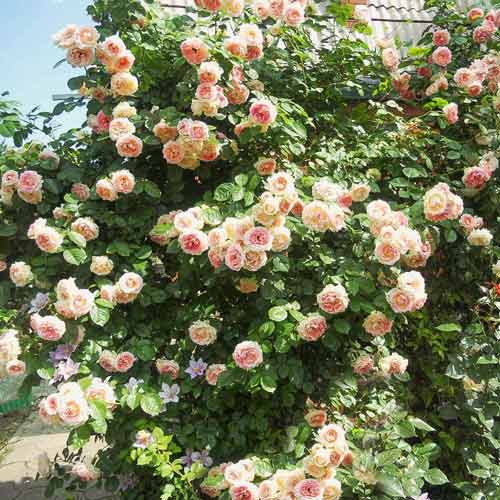 Trandafir urcător Fontana articol fotografie 1 Trandafir urcător Fontana imagine 1 articol 2738