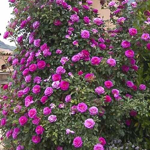 Trandafir urcător Gloriana imagine 1 articol 6250