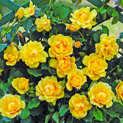 Trandafir urcător Golden Gate® imagine 1 articol 5494