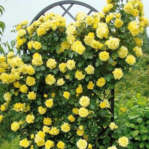 Trandafir urcător Golden Showers, root ball articol fotografie 1 Trandafir urcător Golden Showers, root ball imagine 1 articol 2157