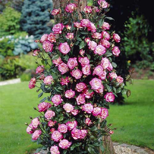 Trandafir urcător Händel ®, С3 imagine 1 articol 6179