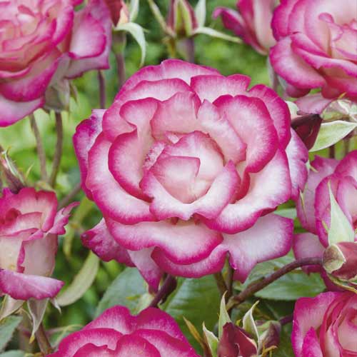 Trandafir urcător Händel ®, С3 imagine 2 articol 6179