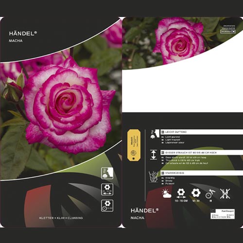 Trandafir urcător Händel ®, С3 imagine 3 articol 6179