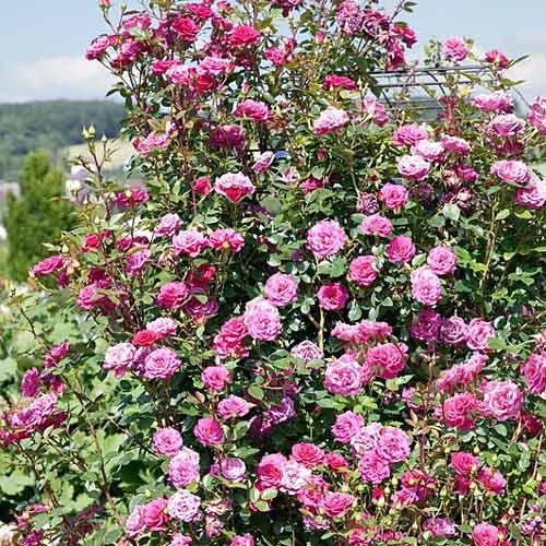 Trandafir urcător Jasmine imagine 1 articol 2161