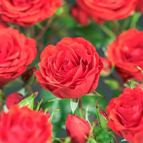 Trandafir urcător Jive imagine 1 articol 4566