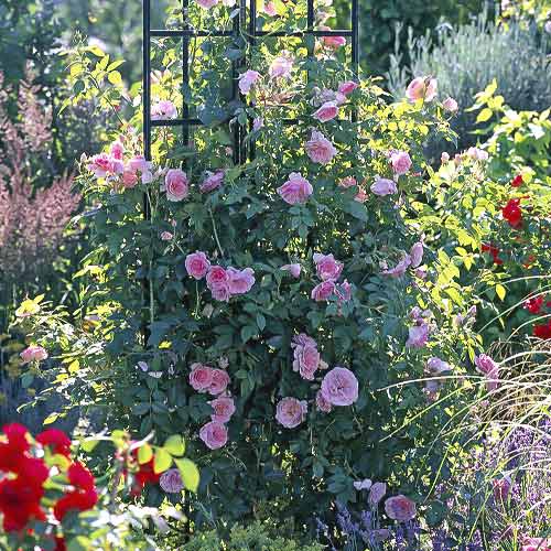 Trandafir urcător Kir Royal imagine 1 articol 6251