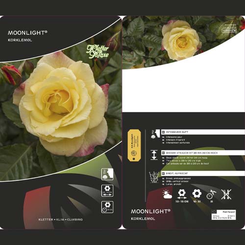 Trandafir urcător Moonlight ®, С5 imagine 3 articol 6181