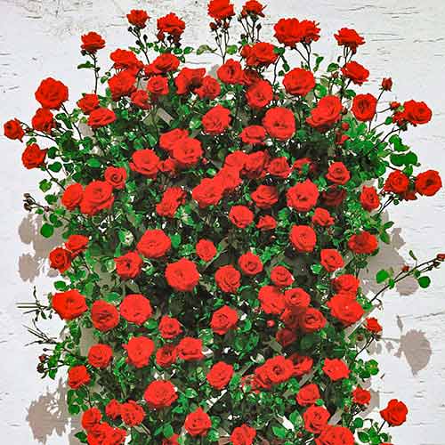 Trandafir urcător Mushimara, root ball imagine 1 articol 2171