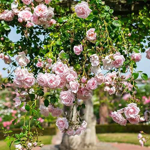 Trandafir urcător New Dawn imagine 1 articol 2172