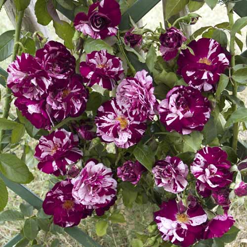 Trandafir urcător New Imagine®, C5 articol fotografie 1 Trandafir urcător New Imagine®, C5 imagine 1 articol 5496