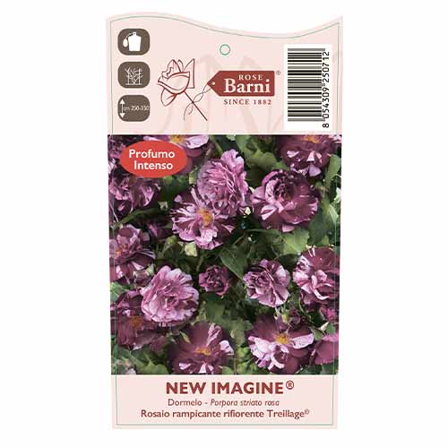 Trandafir urcător New Imagine®, C5 articol fotografie 4 Trandafir urcător New Imagine®, C5 imagine 4 articol 5496