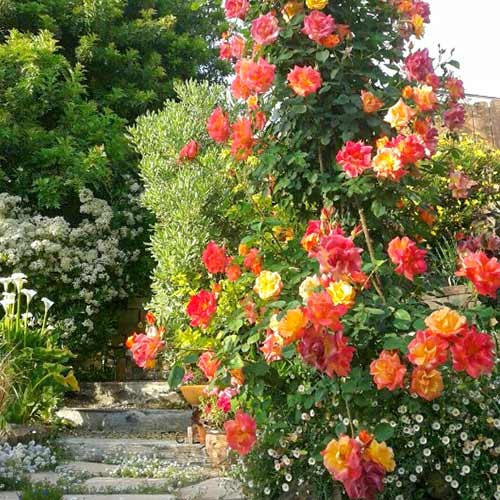 Trandafir urcător Orange Red imagine 1 articol 3639