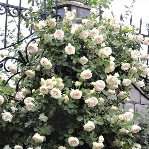 Trandafir urcător Palais Royal imagine 1 articol 6254