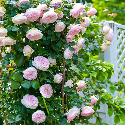 Trandafir urcător Pierre de Ronsard imagine 1 articol 2179