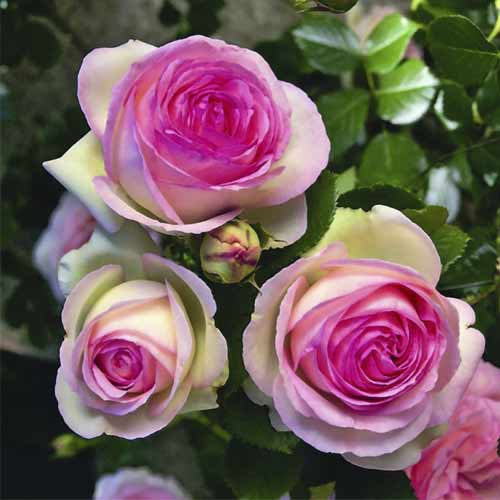 Trandafir urcător Pierre de Ronsard®, C5 imagine 2 articol 5497