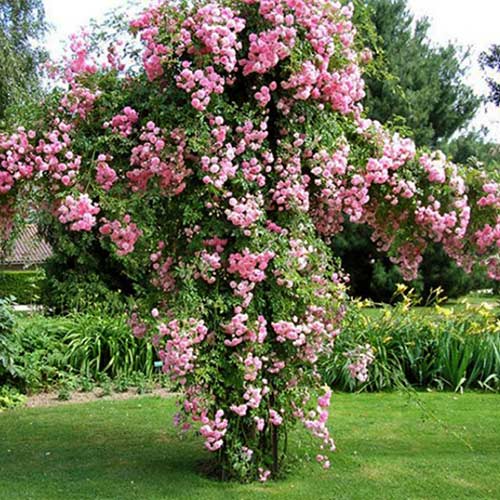 Trandafir Urcător Pink Pearl imagine 1 articol 6666